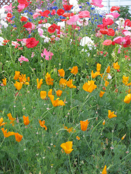 Poppies & Bachelor Buttons