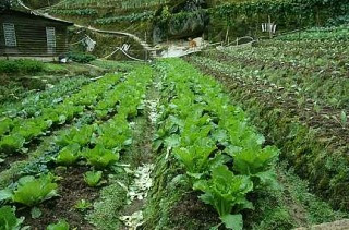 Very vivid: Organic vegetables are harvested only after 70 days. Meanwhile, strawberry farms practise the pick-pay-and-eat concept.