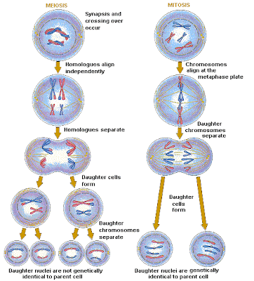 Meiosis vs Mitosis Meiosis vs Mitosis