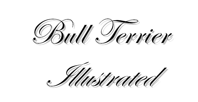 Bull Terrier illustrated