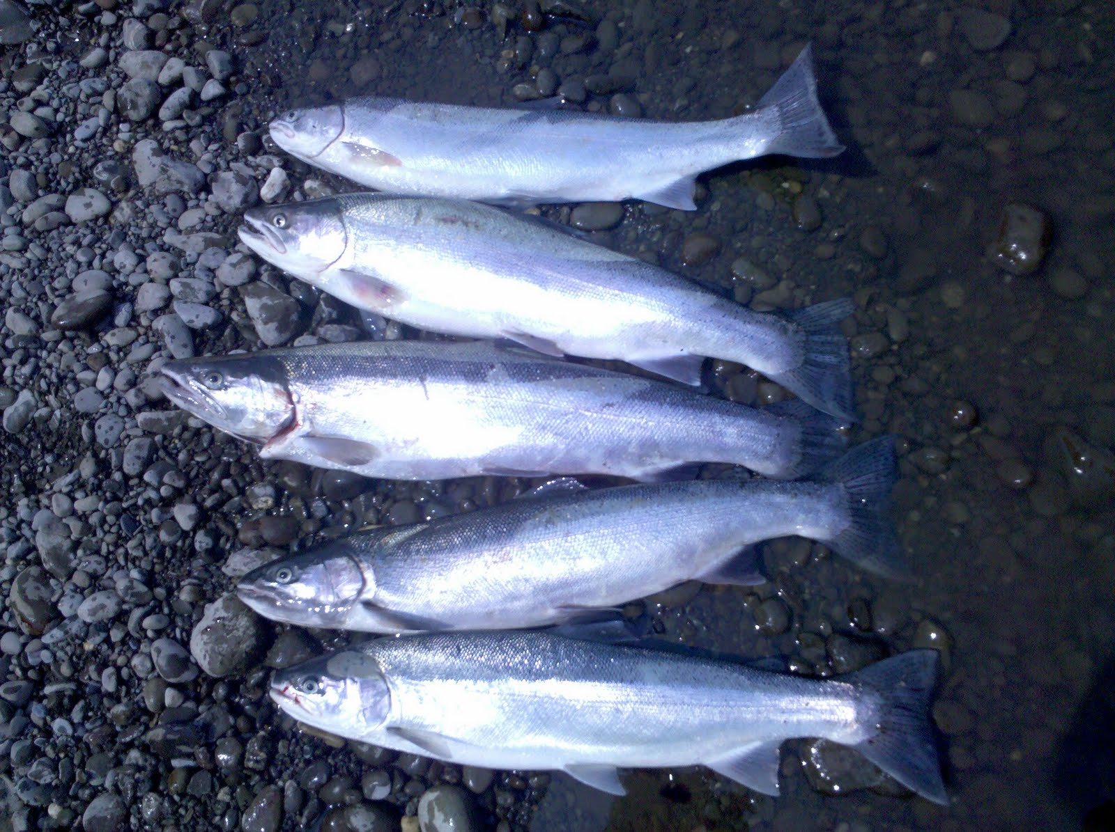 Quinault Fishing Guide Summer Steelhead are here