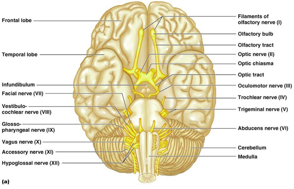 TooSogiE Medical Images: Cranial Nerves : X - XII
