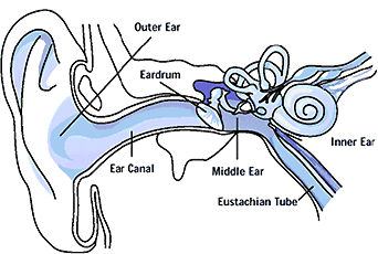 Diagram Ear