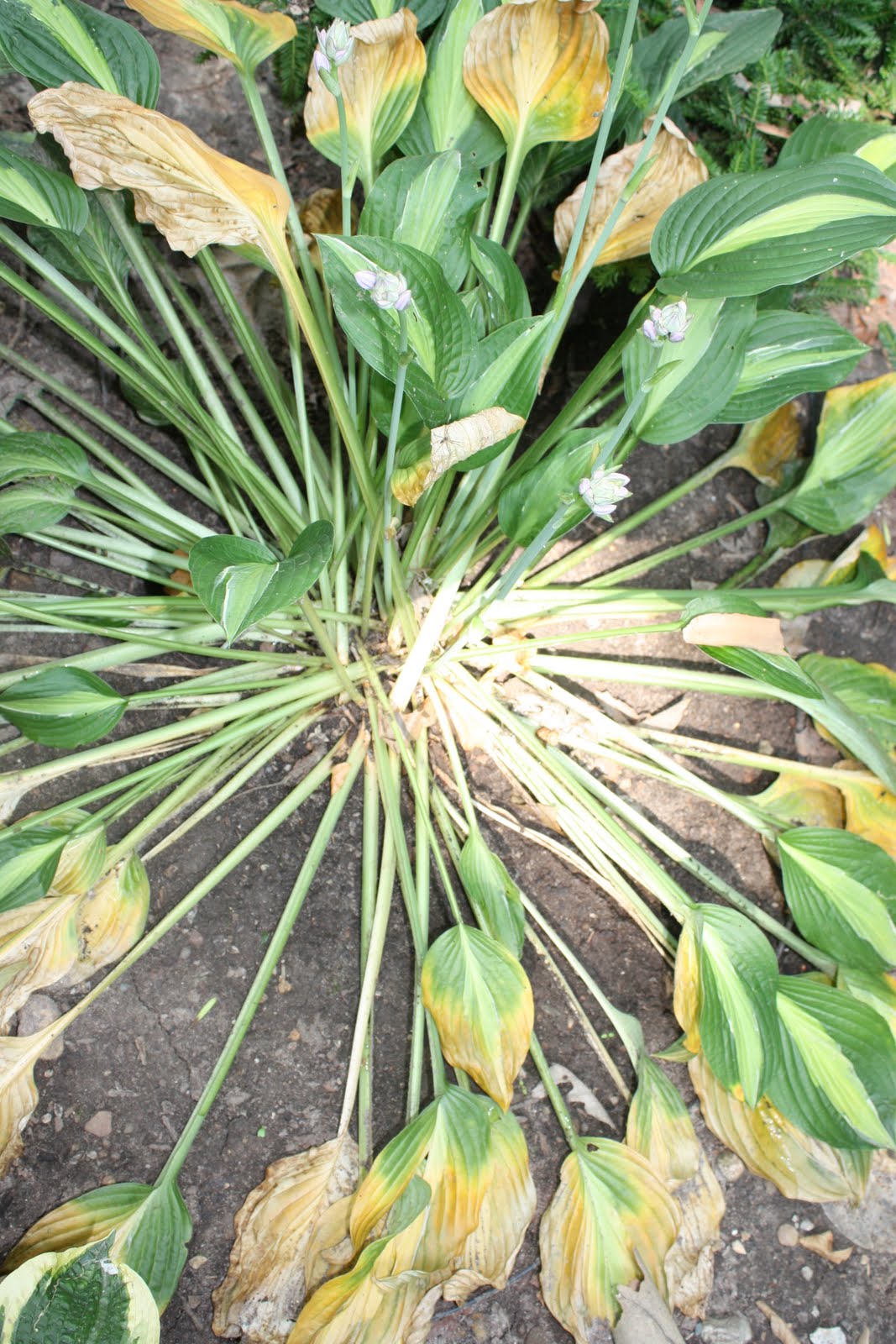 Hosta Crown Rot