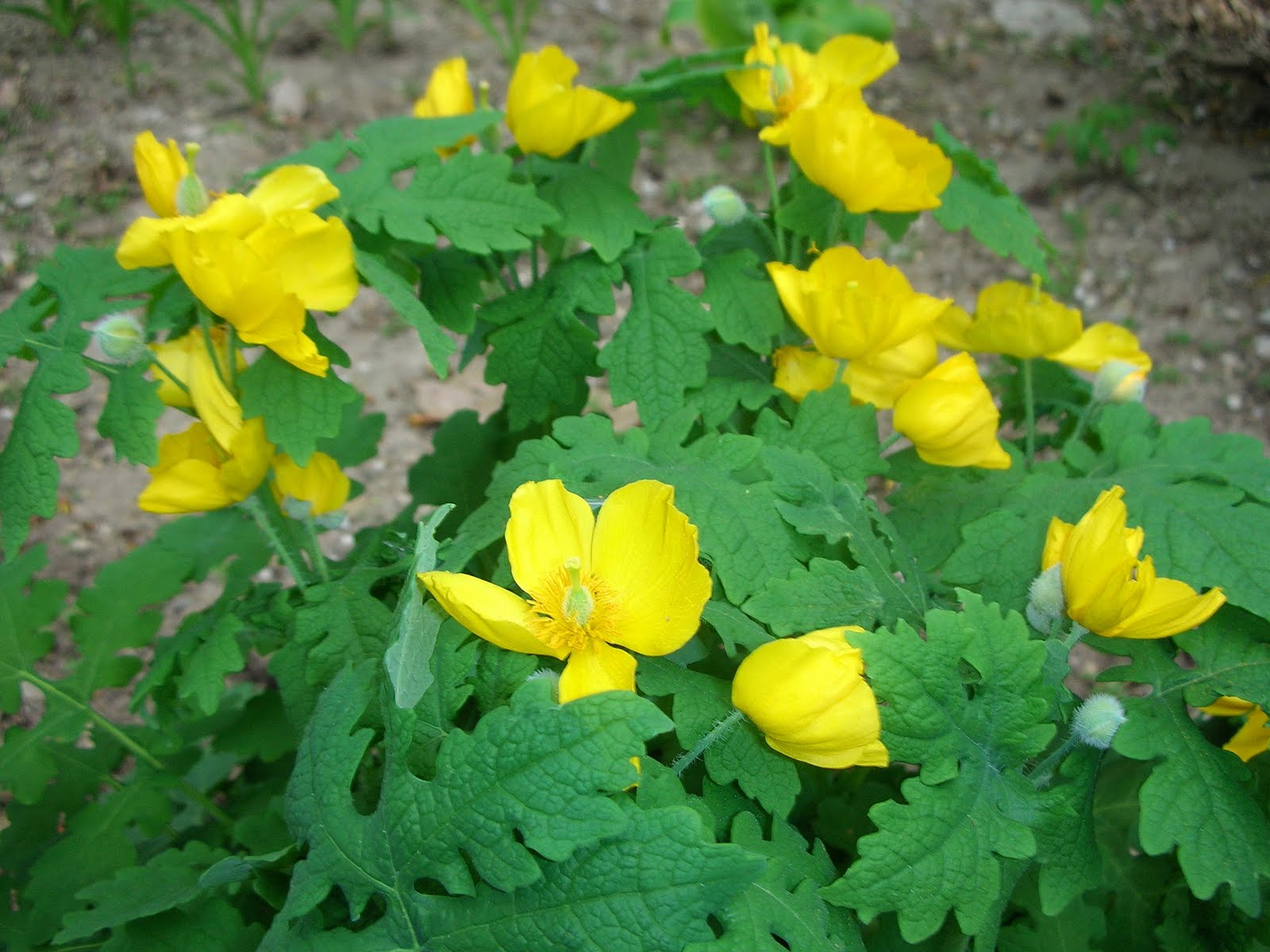 Garden Thyme with the Creative Gardener: Designing the Woodland Garden