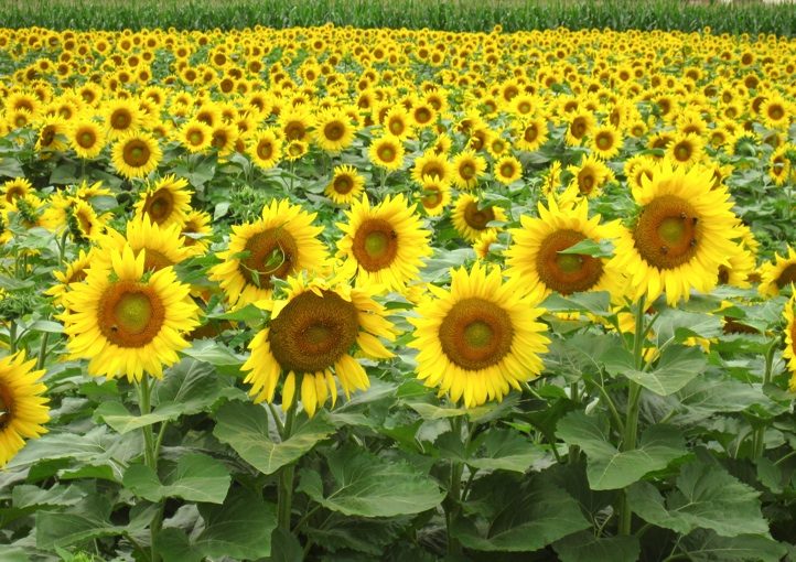 Sussex&hellip;Naturally Jersey Grown Black Oil Sunflower seed