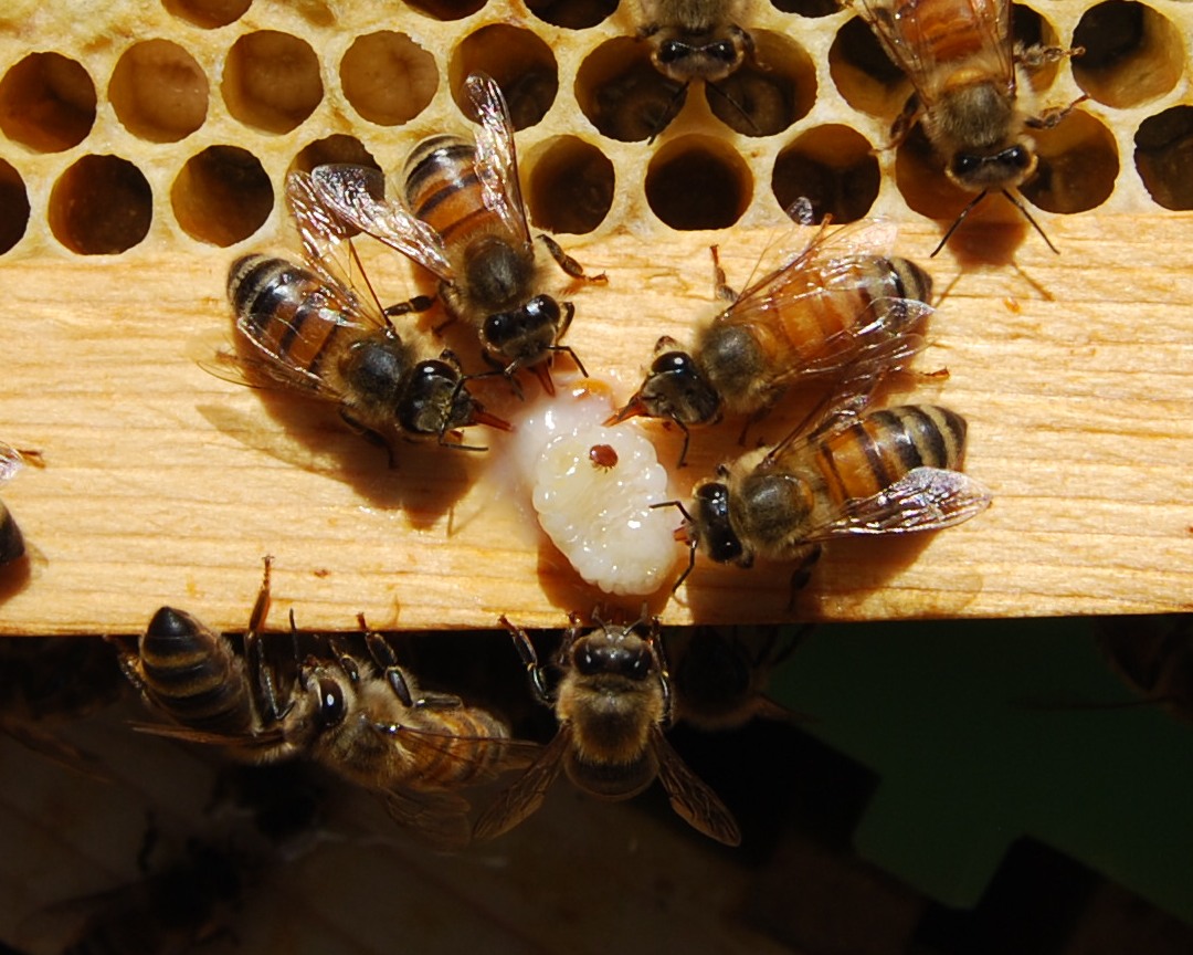 The Peace Bee Farmer Honey Bee Parasitic Mites