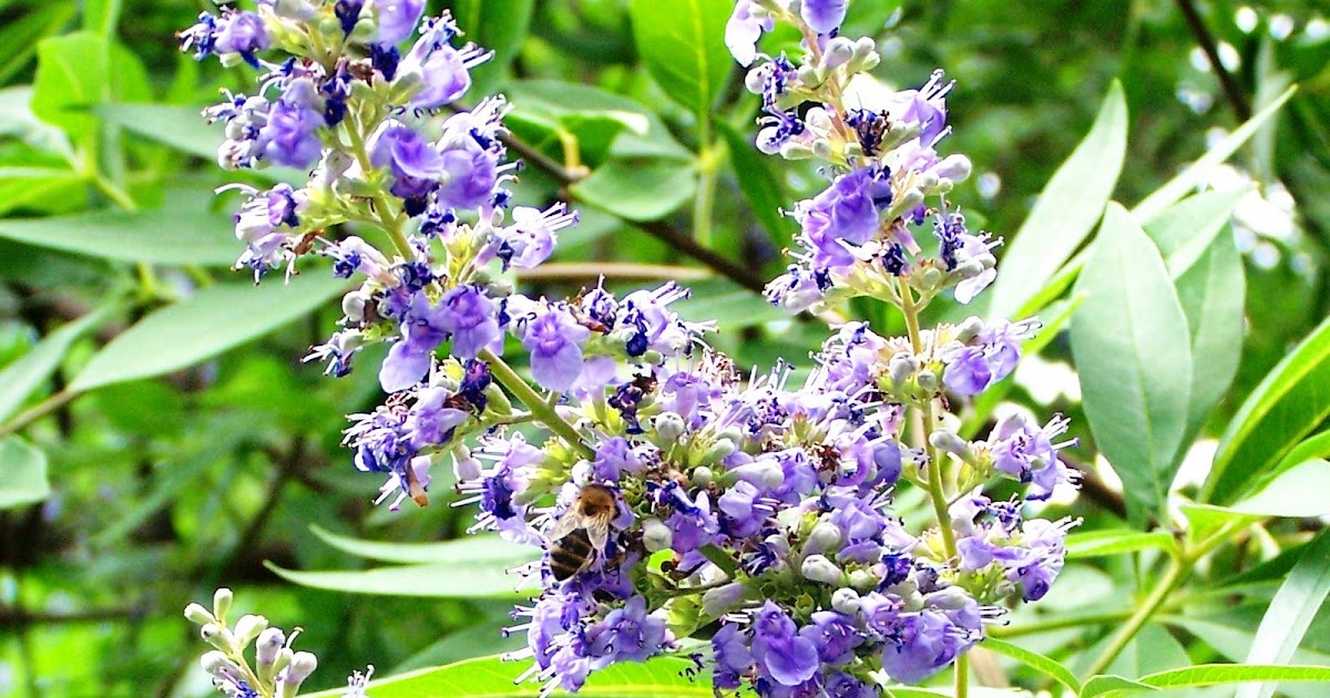 The Peace Bee Farmer Vitex in Bloom