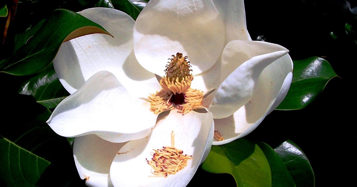 The Peace Bee Farmer Magnolia in Bloom