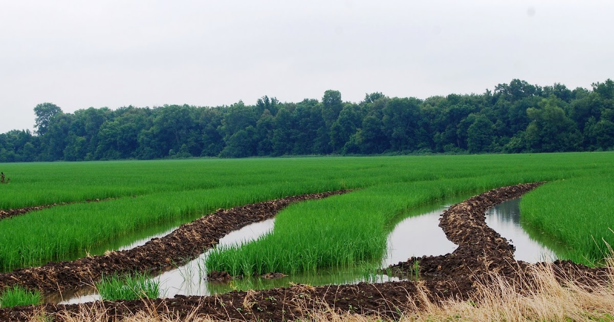 The Peace Bee Farmer Arkansas Rice