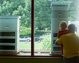 Indoor Observation Bee Hive