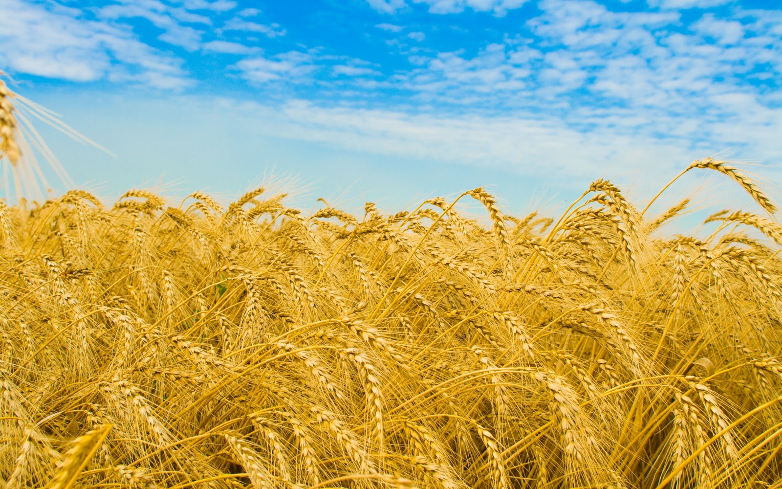 Wheat-Field-003.jpg