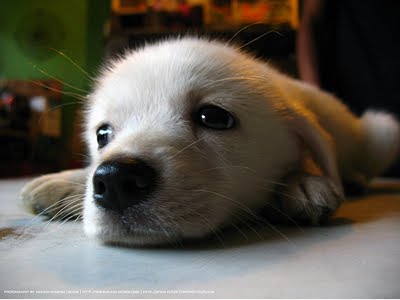 cute_puppy_waking_up.jpg