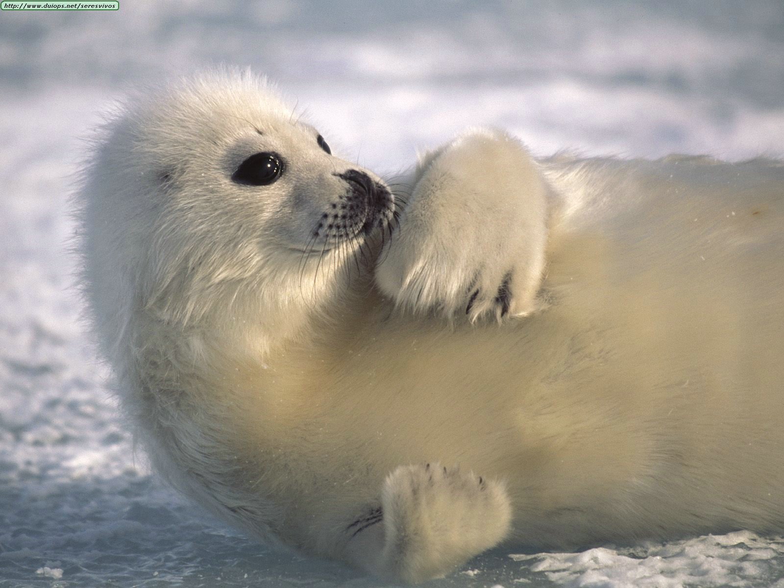 Cute Seal