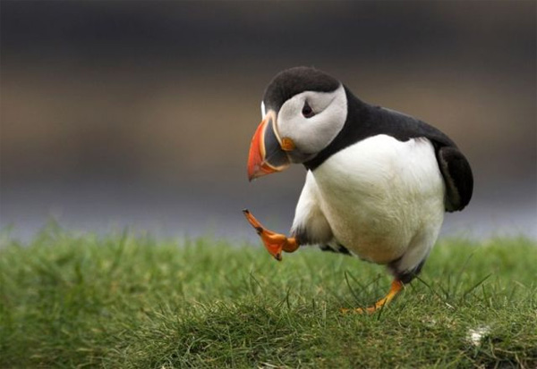 puffin-skip.jpg