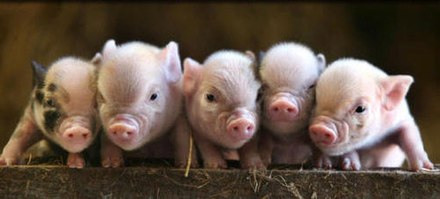 piglets.jpg