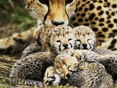 Edge Of The Plank: Cute Animals: Baby Cheetah Cubs