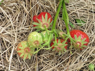 strawberries on straw