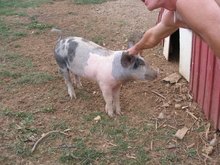 Thy Hand Hath Provided A Pig Named Ham