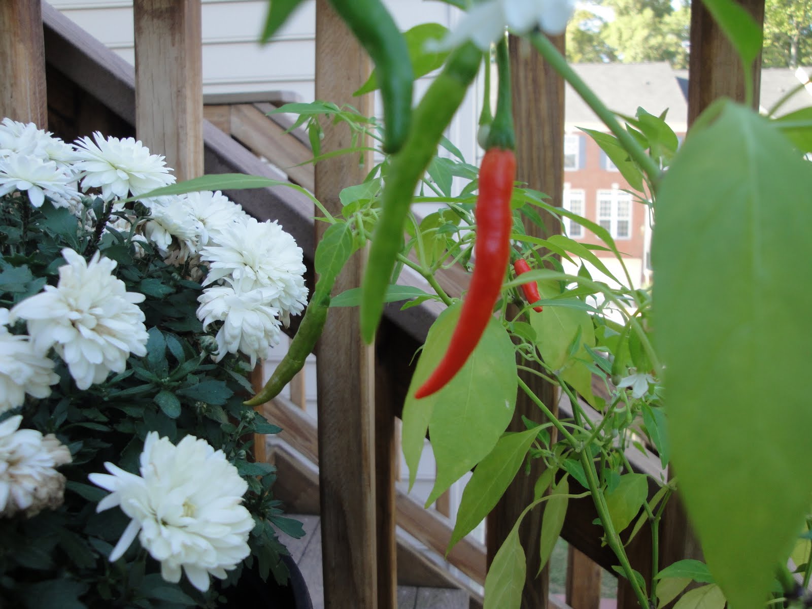 Thai+pepper+plant