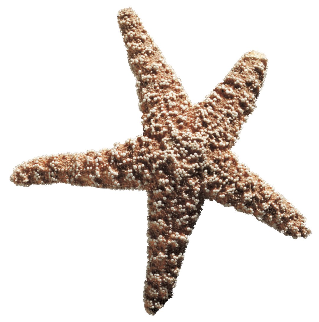 [Starfish.jpg]