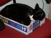 The Office Manager "Dixie"