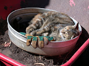 The Gardener's Helper "Pumpkin"