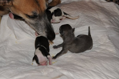 Rama's pups