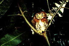 Búho pigmeo, La Garita de Alajuela, Costa Rica