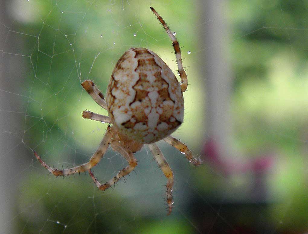 [hämähäkki+7.jpg]