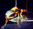 Bombardier Beetle Defense Mechanism | RM. Bombardier Beetle Defense Mechanism | RM.