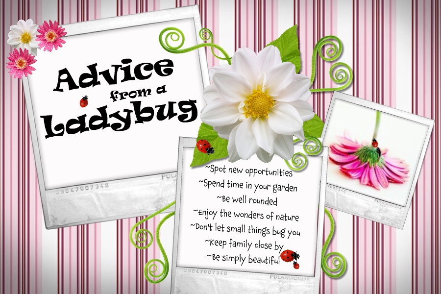 Advice From a Ladybug