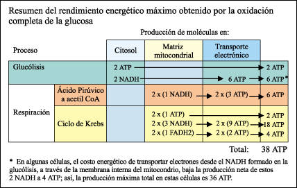 Ecuacion de la fotosintesis y respiracion celular 62 Ecuacion de la fotosintesis y respiracion celular 11