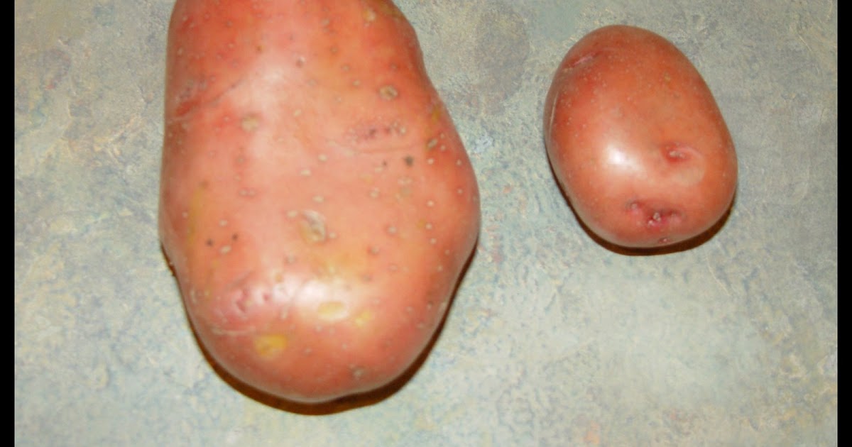 2SewRETRO The World's Largest Potato