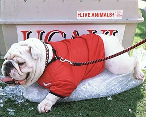 R.I.P. Uga VI