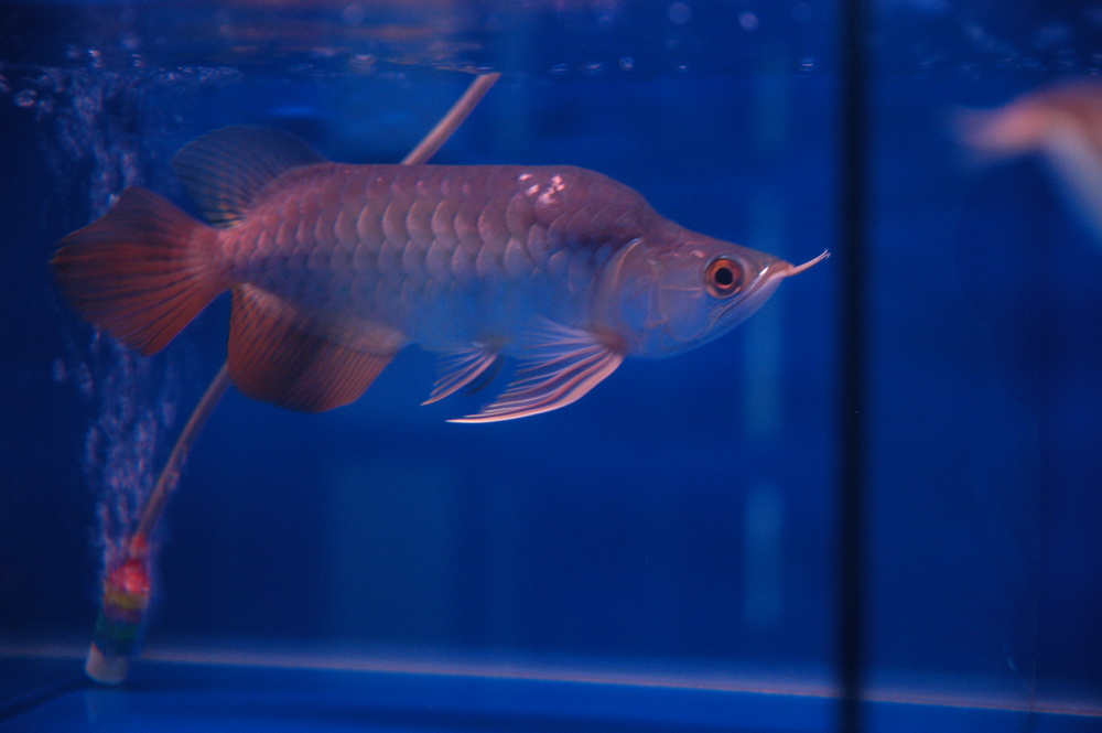 arowanna sell rare golden