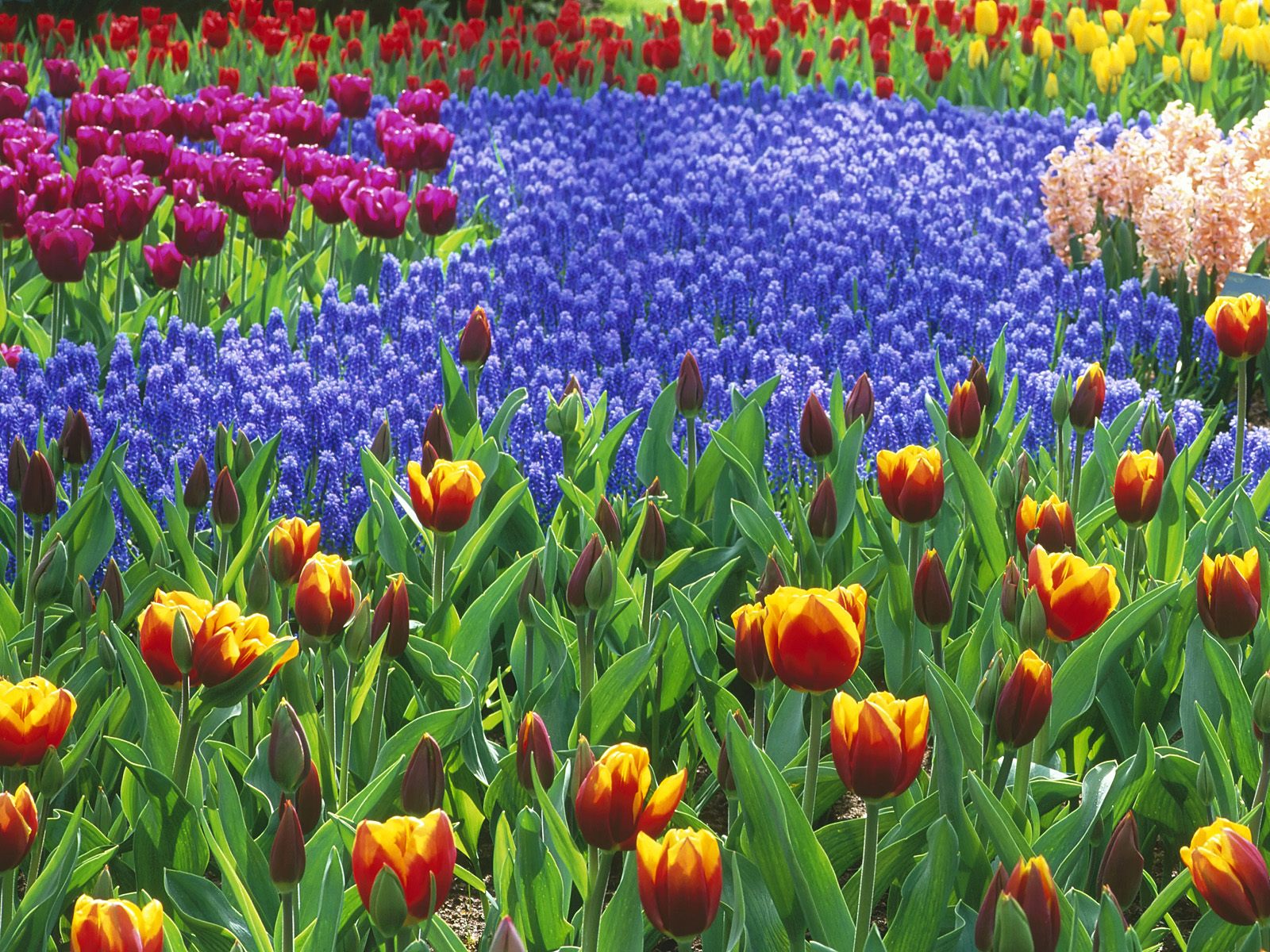 theonlineflowergarden com blog 5 simple steps to start a flower garden theonlineflowergarden com blog 5 simple steps to start a flower garden