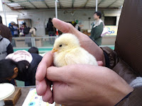 なかよし広場のヒヨコ