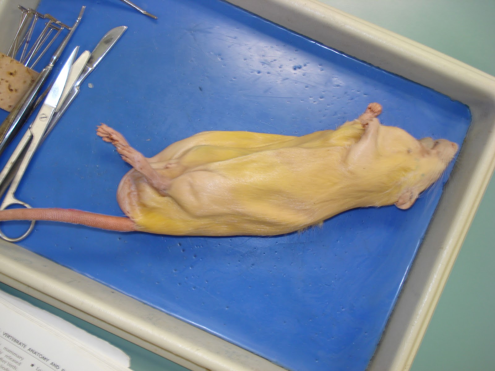 Rebekah's Dissection Log Rat Dissection