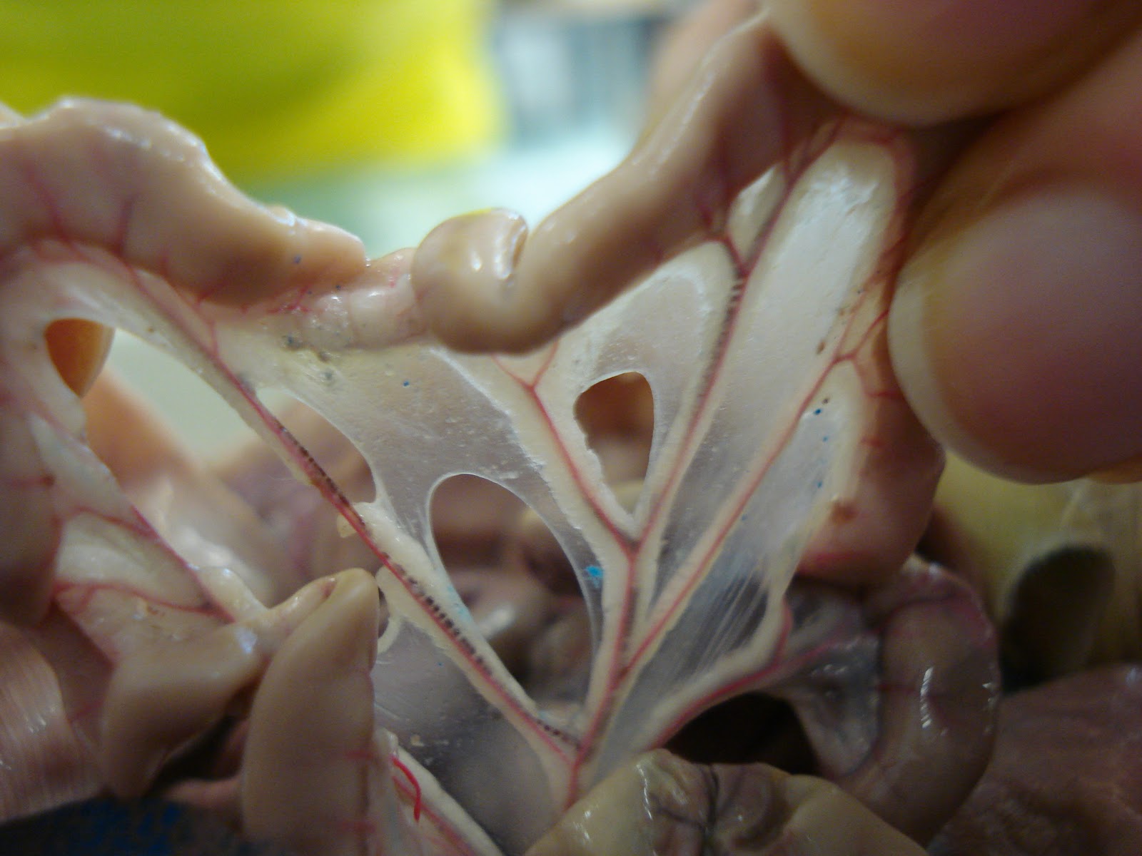 Rats Circulatory System