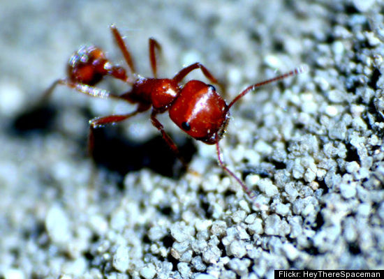 [critters_up_close_solenopsis.jpg]
