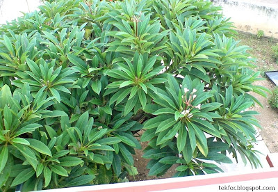 plumeria plant