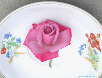 Rose flower