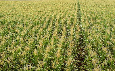 Village Scenes Corn field
