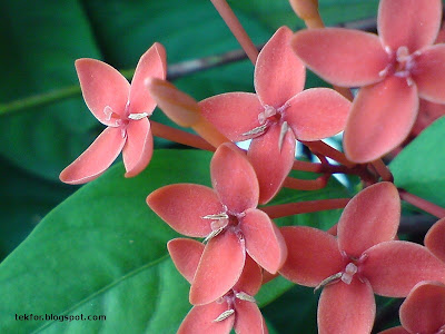 Ixora flowers - Closeup view.