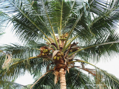 Closeup view of a coconut tree