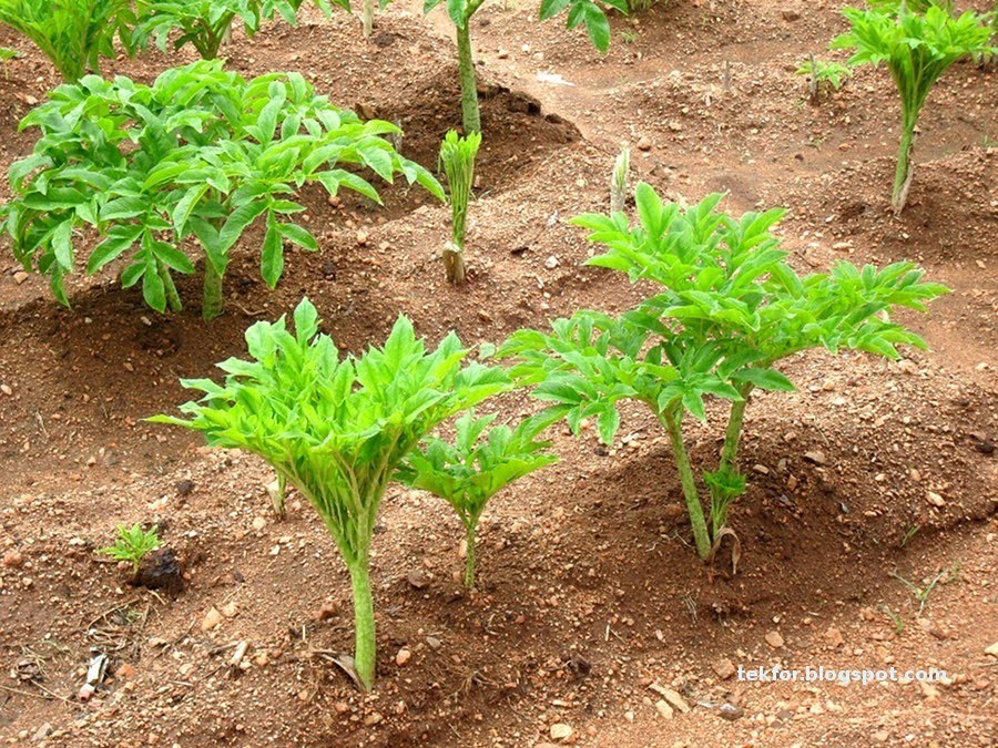 Elephant Foot Yam Plant. To buy fresh elephant foot yam from India