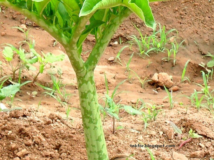 Blue Sky: The Plant With a Strange Name - Elephant foot Yam