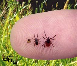 Earth Scoops Get The Scoop On Killing Lyme S Disease With Samento And Wild Sarsaparilla