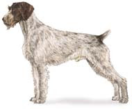 German Wirehaired